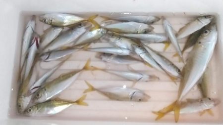 夏の風物詩　豆アジのサビキ釣り