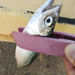 アジング＆青物調査