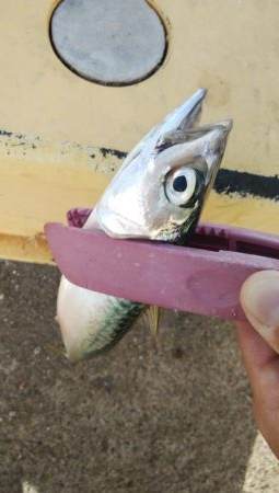 アジング＆青物調査