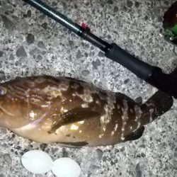 ルアー、エサで5目達成！