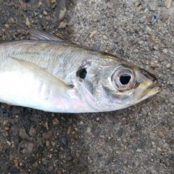 今日もデカアジ