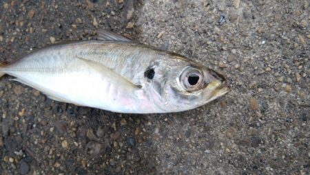 今日もデカアジ