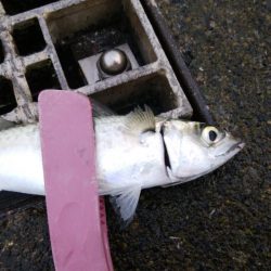 今日もアジングからサバゲー