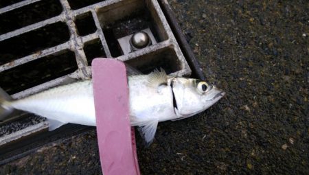 今日もアジングからサバゲー