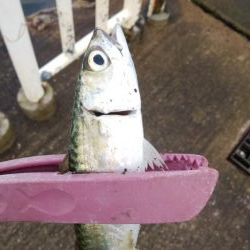 メクリアジ　リベンジ