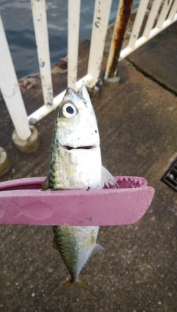 メクリアジ　リベンジ