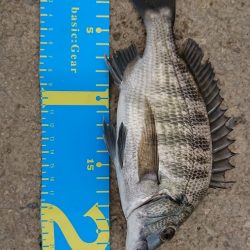 チヌ（カイズ）