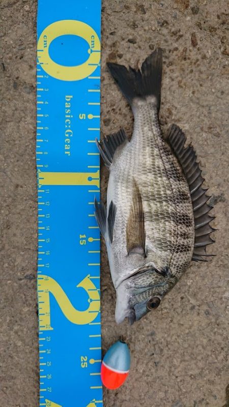 チヌ（カイズ）