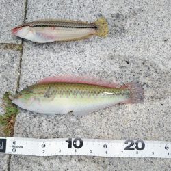 シロギスに出会えたが……