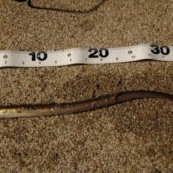 濁りと浮遊物で釣りにならない