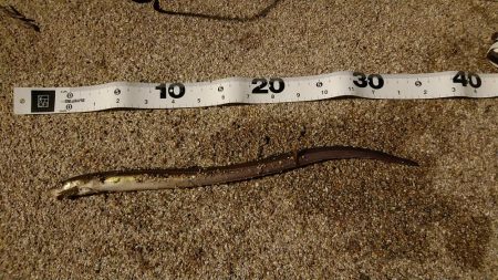 濁りと浮遊物で釣りにならない