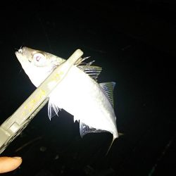 アジ釣り ガシラ釣り