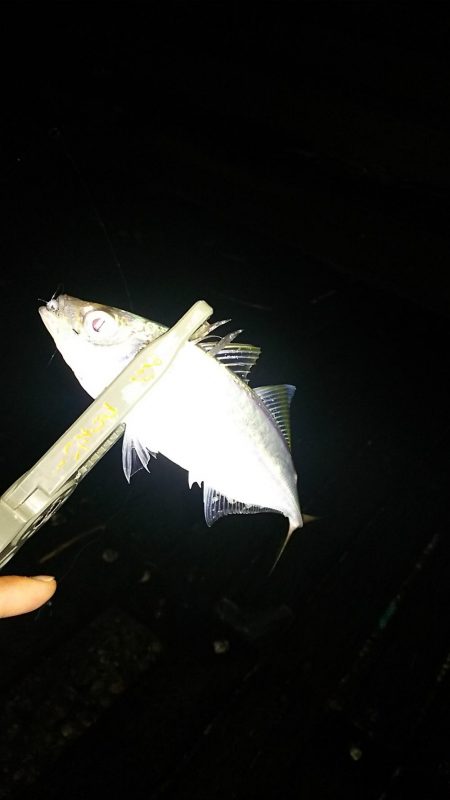 アジ釣り ガシラ釣り