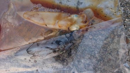 激渋ケンサキイカとデカサバ