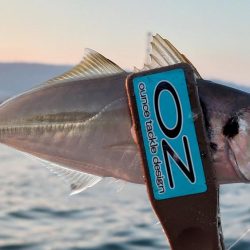 神戸7防アジングかなり良いです!