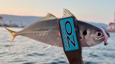 神戸7防アジングかなり良いです!