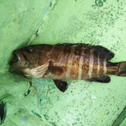 康仁丸・ジギング釣り果