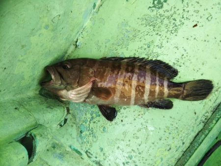 康仁丸・ジギング釣り果