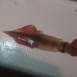 初福井イカメタル