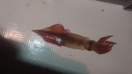 初福井イカメタル