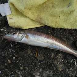播磨新島でキス釣り