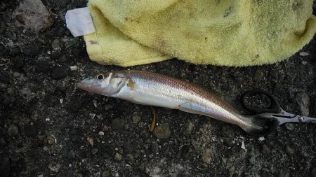播磨新島でキス釣り