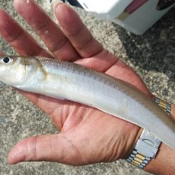 津居山港小島岸壁のキス