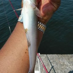 高砂・播磨新島へキス釣査