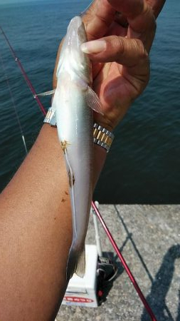 高砂・播磨新島へキス釣査