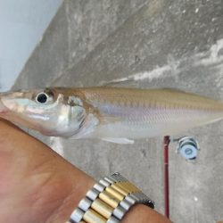 高砂港でキス狙い