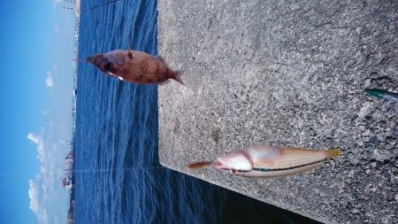 依然厳しい播磨新島のキス