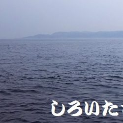 帰省に大サバ釣って持って行くわ！と言ったものの・・・