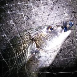 シーバス狙いだったのですが……