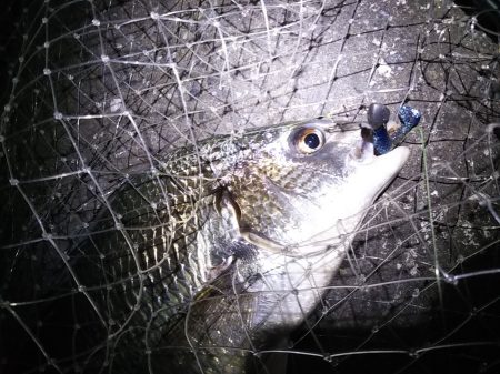 シーバス狙いだったのですが……