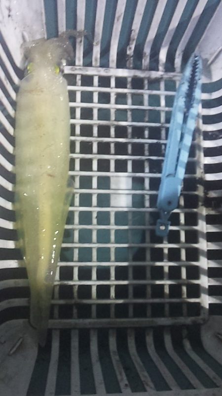 いつまで続くのこの渋さ