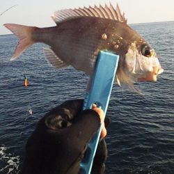 灼熱底カゴ釣りで多魚種ゲット～