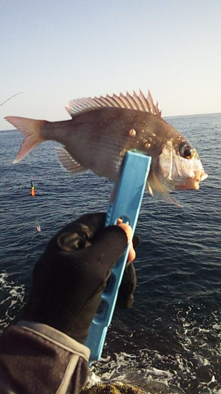 灼熱底カゴ釣りで多魚種ゲット～