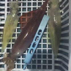 ついに数釣り始まるか