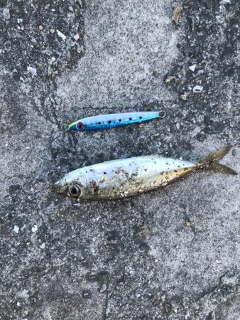 よーやくケンサキ