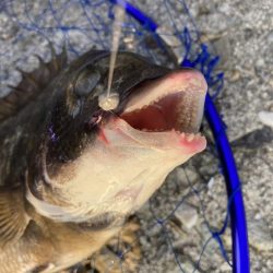 忠岡高場奥テトラ前打ち黒鯛チヌ