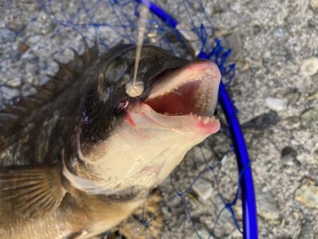 忠岡高場奥テトラ前打ち黒鯛チヌ