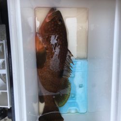 根魚にワーム初使用