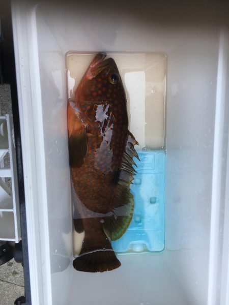 根魚にワーム初使用