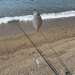 天ぷらが食べたくて