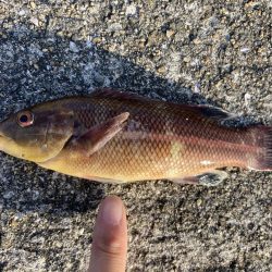 東二見人工島前打ちコブダイ