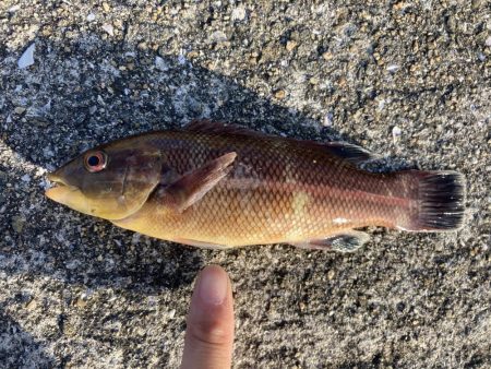 東二見人工島前打ちコブダイ