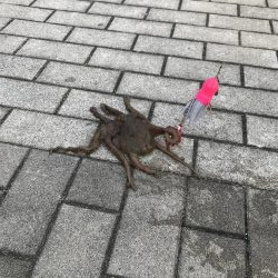 ライトショアジギング