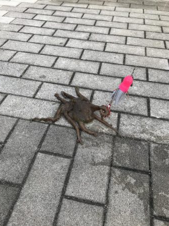 ライトショアジギング