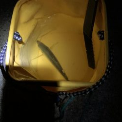 満月のアジング