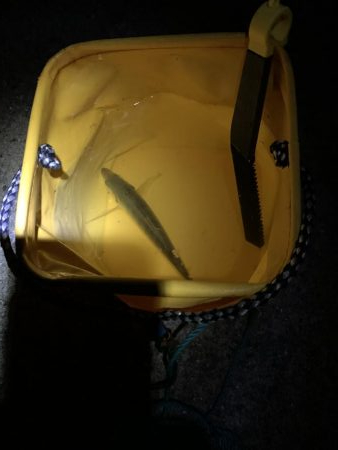 満月のアジング